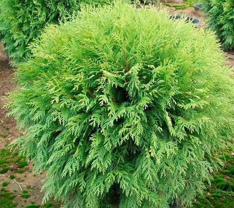 картинка Туя западная Вудварди 