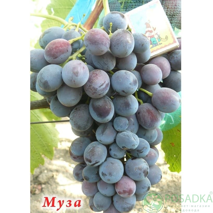 картинка Виноград Муза 