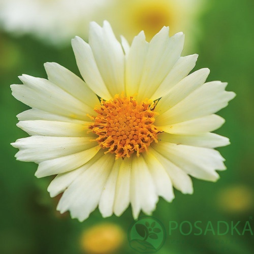 картинка Кореопсис АпТик Крим (UpTick Cream) 