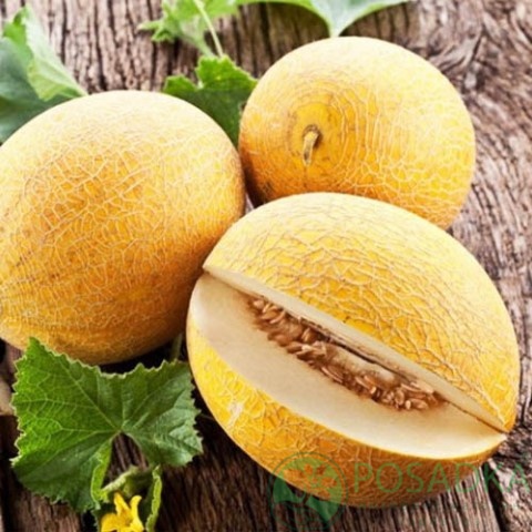 картинка Семена Дыня Дидона 2 г, Seedera 