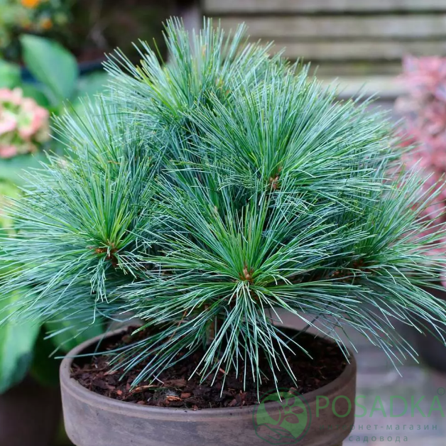 картинка Сосна веймутова Bergman's Mini 