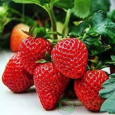 картинка Клубника Динамит  картинка Клубника Динамит