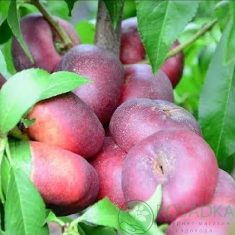 картинка Нектарин инжирный Саманта 