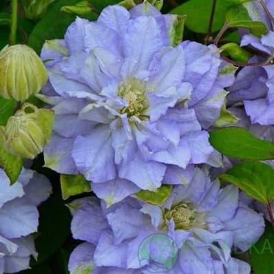 картинка Клематис Azure Ball 