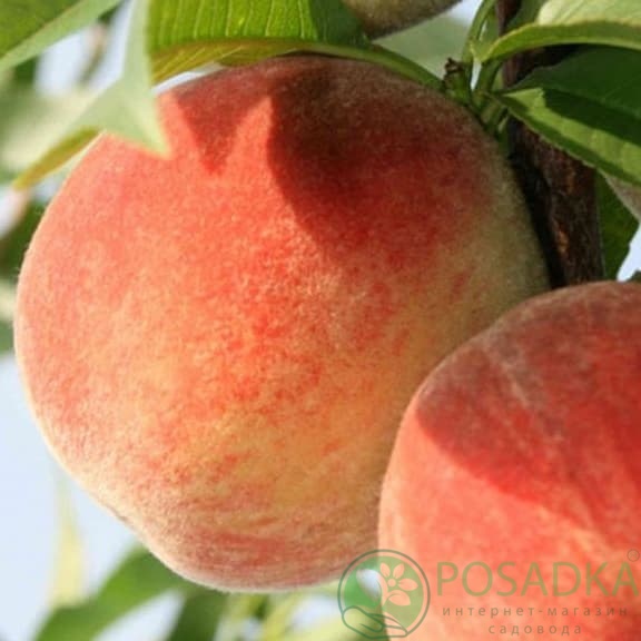 картинка Персик Онтарио 