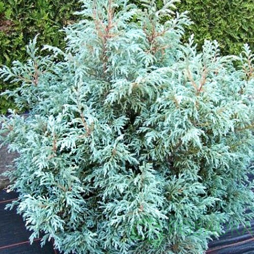картинка Кипарисовик горохоплодный Baby Blue 