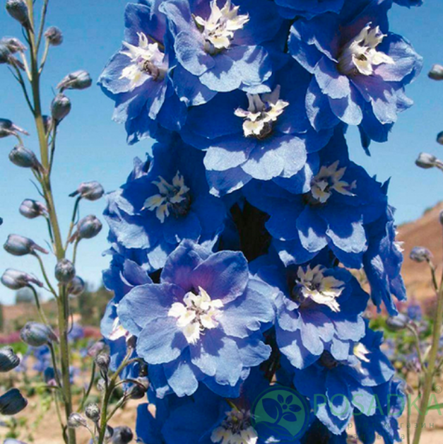 картинка Дельфиниум Magic Fountains Mid Blue with White Bee 