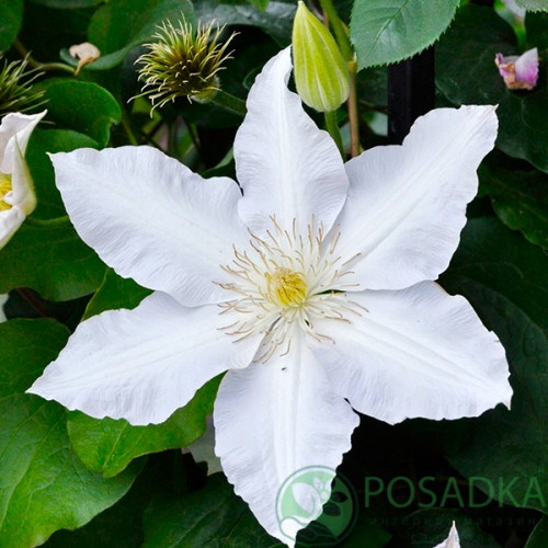 картинка Клематис Gladys Picard 