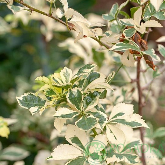 картинка Элеутерококк Sieboldianus Variegatus 