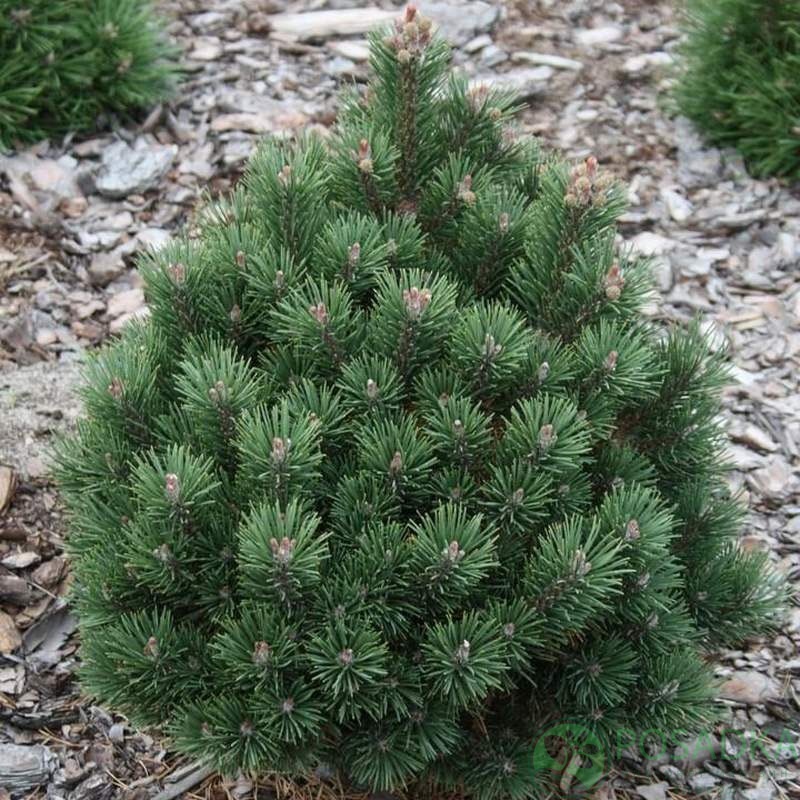 картинка Сосна горная Dom 