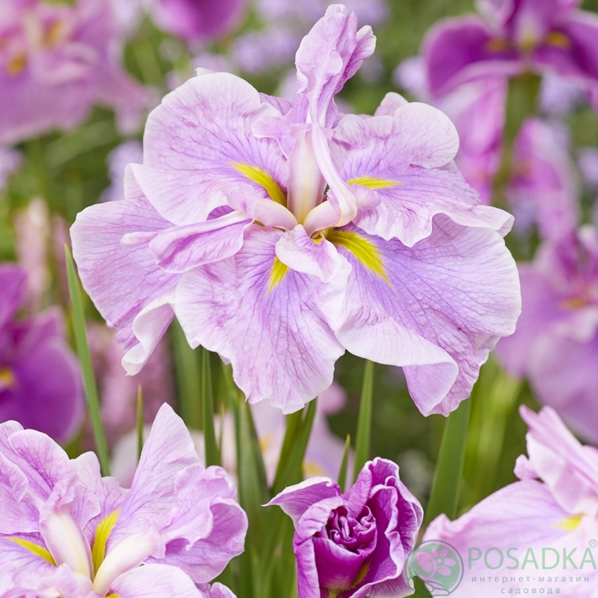 картинка Ирис мечевидный Dinner Plate Tub Tim Grob 