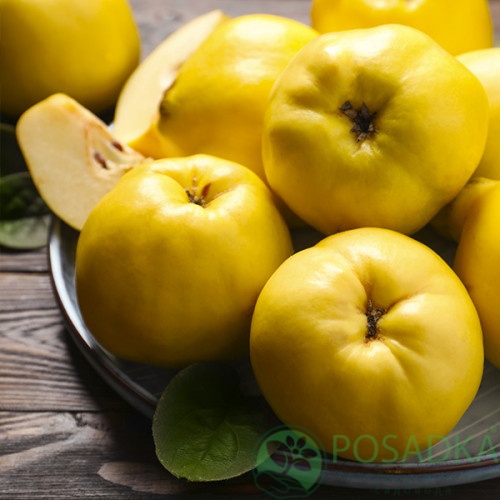 картинка Айва яблоковидная Золото Скифов 