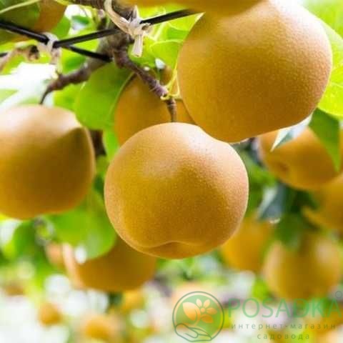 картинка Груша азиатская Тян Сао 