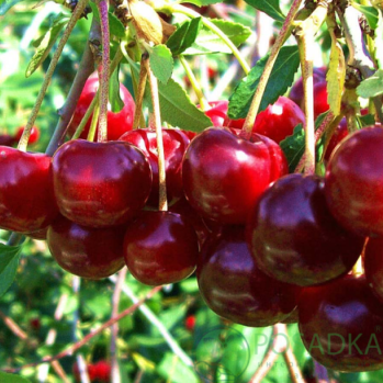 картинка Вишня Норд Стар 