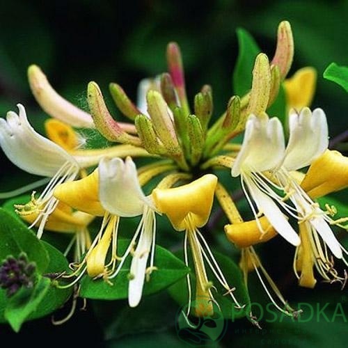 картинка Жимолость Грэхам Томас 