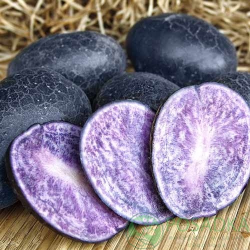 картинка Картофель Чёрный принц 1кг 