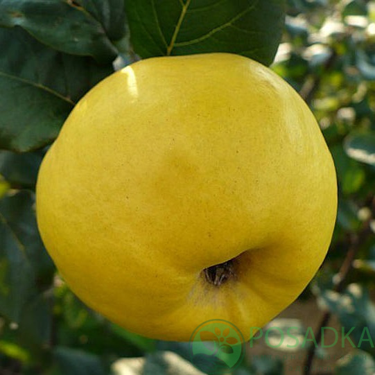 картинка Айва яблоковидная Сочная 