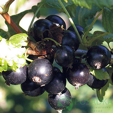 картинка Смородина чёрная Бессемянная 
