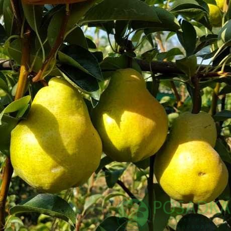 картинка Груша Сокровище 