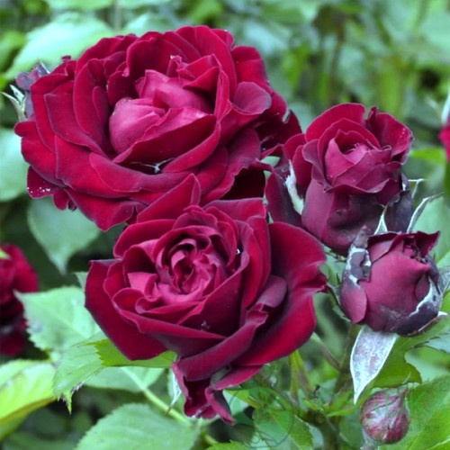 картинка Роза флорибунда Кларет Пикси (Claret Pixie) 
