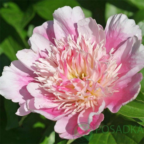 картинка Пион Pink Chiffon 