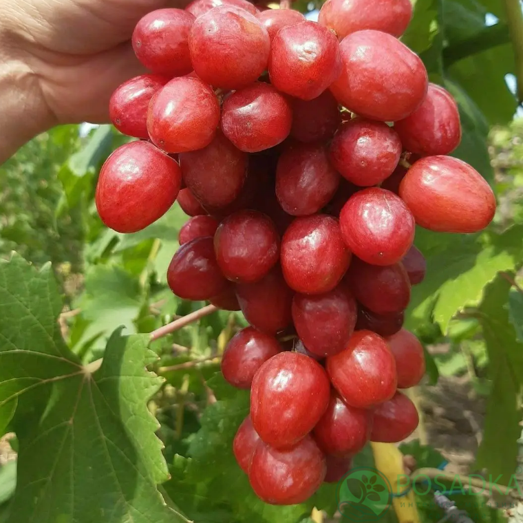 картинка Виноград Дынька 