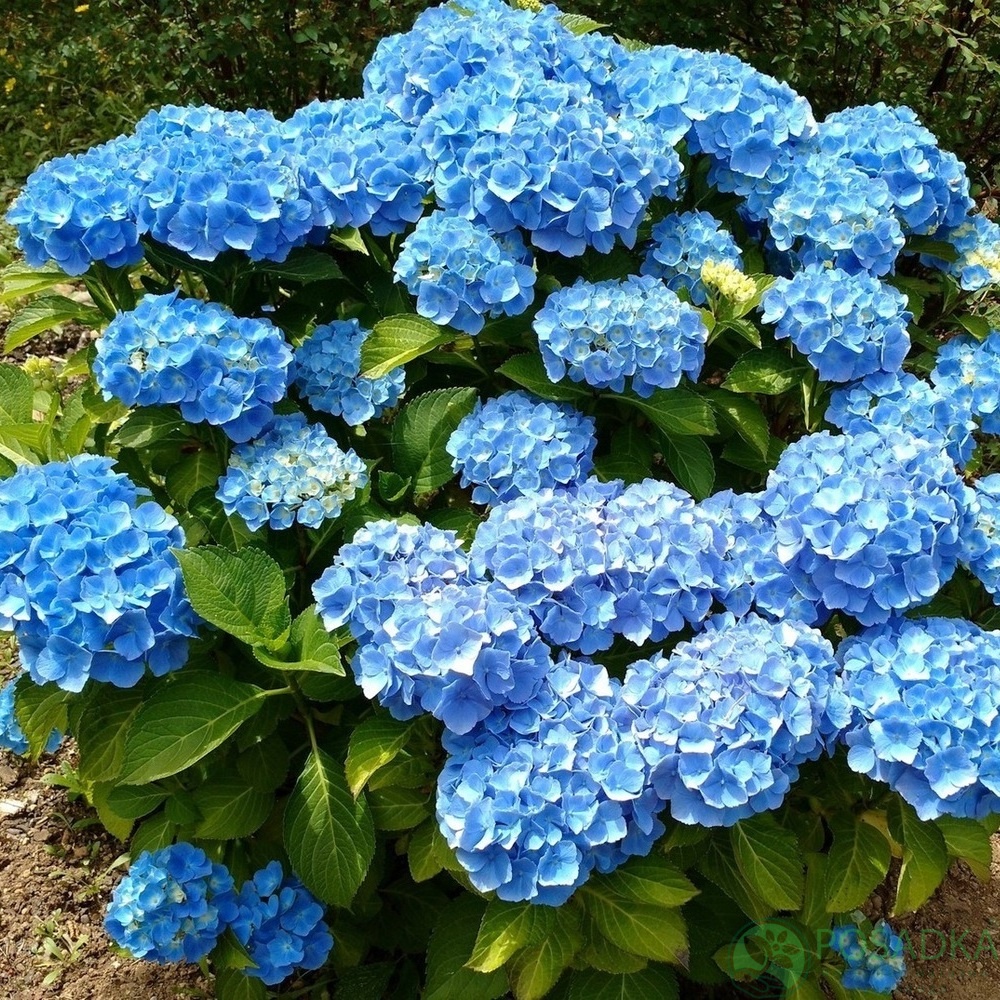 картинка Гортензия крупнолистная Nikko Blue 