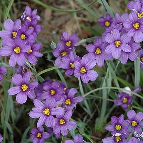 картинка Сисиринхиум 