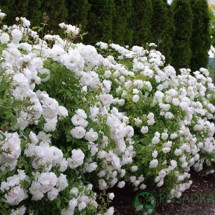 картинка Роза флорибунда Айсберг С2 