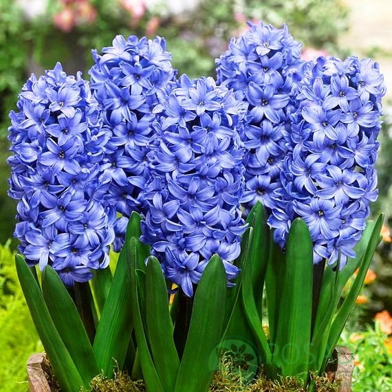 картинка Гиацинт Blue Jacket картинка Гиацинт Blue Jacket