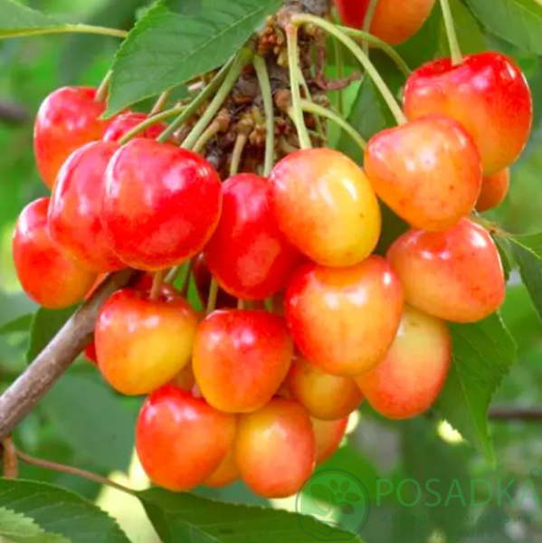 картинка Черешня Солнечный Шар 