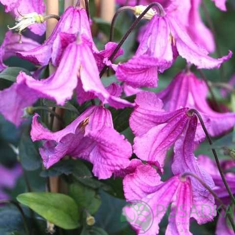 картинка Клематис Heather Herschell QE 