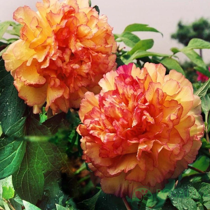 картинка Пион древовидный Kinkaku Jin Ge 