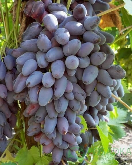 картинка Виноград Памяти негруля 