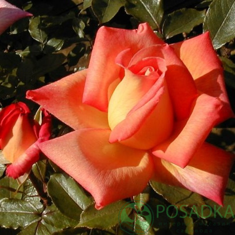 картинка Роза чайно-гибридная Пикадилли 