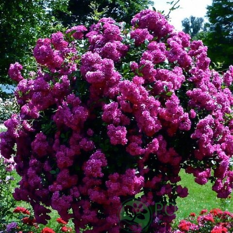 картинка Роза плетистая Розенгартен Цвайбрюкен 