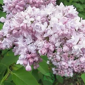 картинка Сирень обыкновенная "Монтень" 