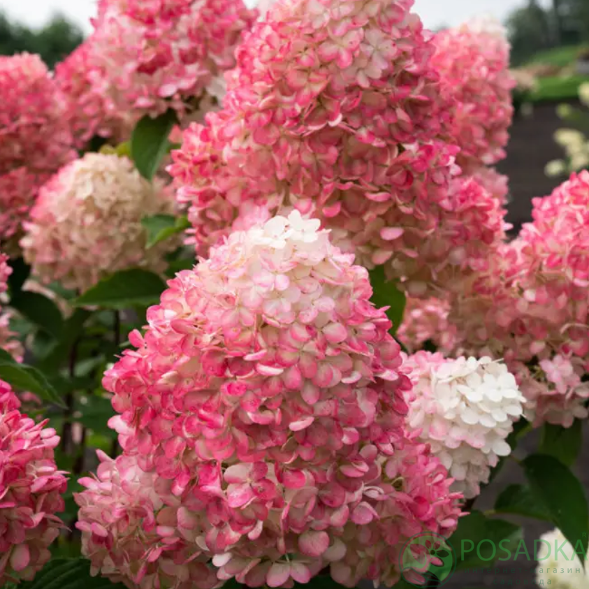 картинка Гортензия метельчатая Living Little Rosy С2 