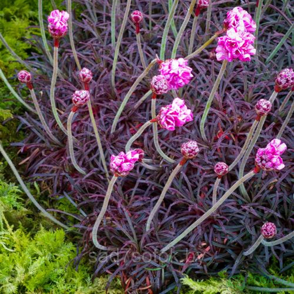 картинка Армерия Rubrifolia (Рубрифолия) картинка Армерия Rubrifolia (Рубрифолия)