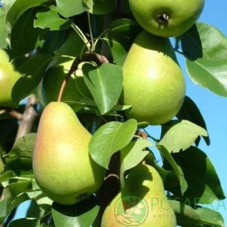 картинка Груша колоновидная Г4 