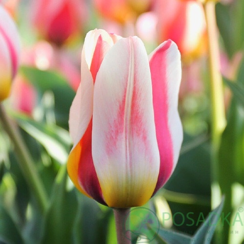 картинка Тюльпан Mary Ann (3 шт) р9  картинка Тюльпан Mary Ann (3 шт) р9