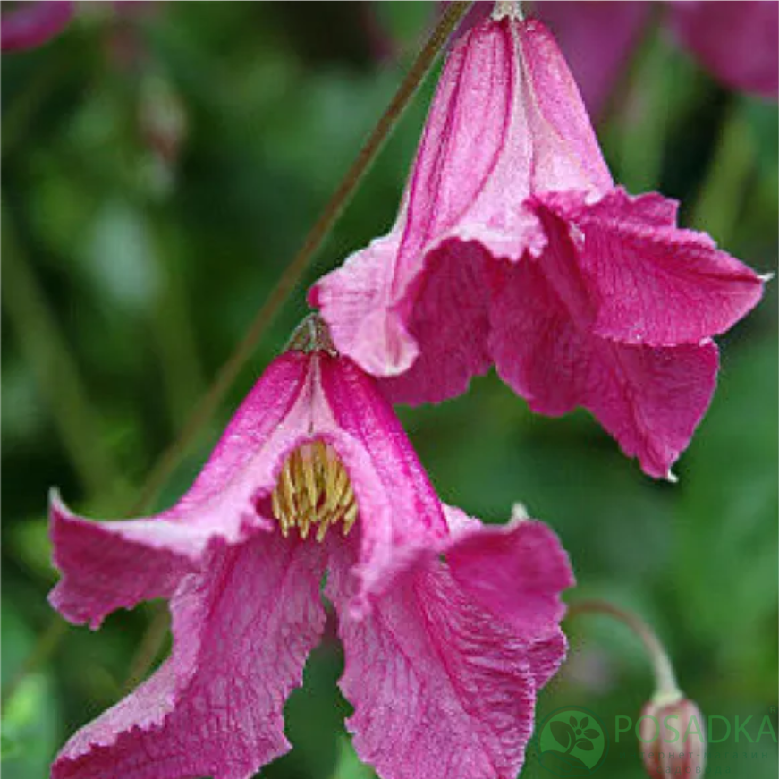 картинка Клематис Heather Herschell QE 