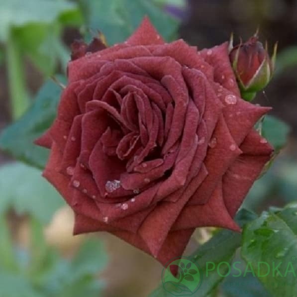 картинка Роза флорибунда Джоселин 