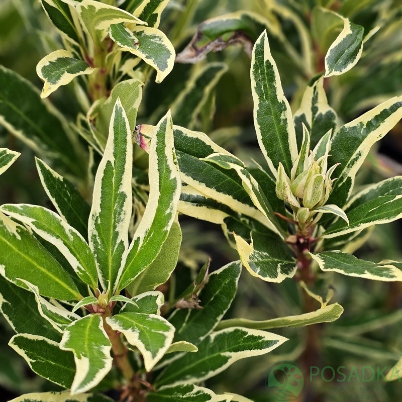 картинка Рододендрон понтийский Вариегатум 
