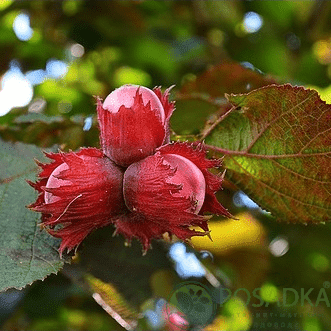 картинка Фундук Варшавский краснолистный (контейнер) 