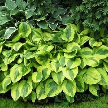 картинка Хоста Moon Split 