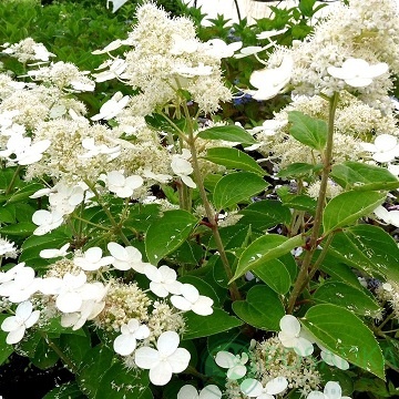 картинка Гортензия метельчатая 'Prim White` 