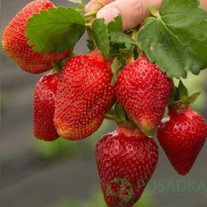 картинка Клубника Гармония 