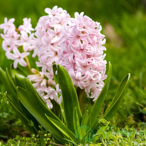 картинка Гиацинт Pink Elephant (Р9) 