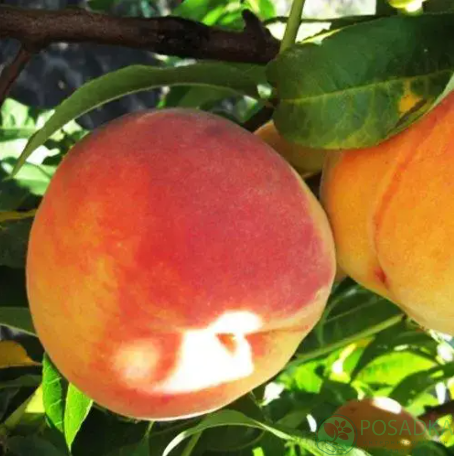 картинка Персик Ник-102 (Peach Nic 102) 